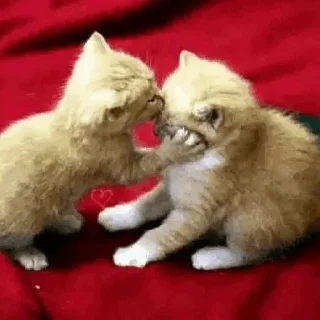 🐈