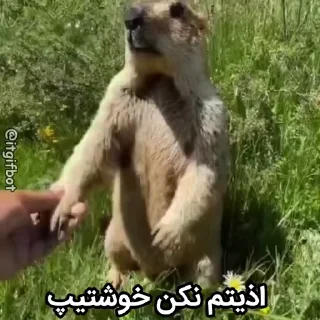 🦫