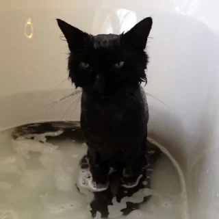 😺
