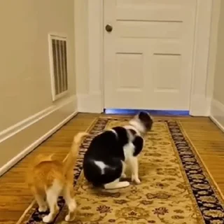 Котаны @stickroom