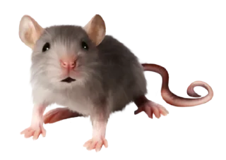 🐀