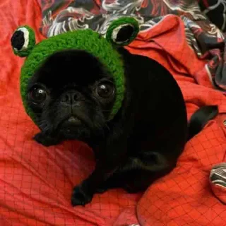 🐸