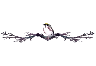🐧