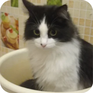 🐱