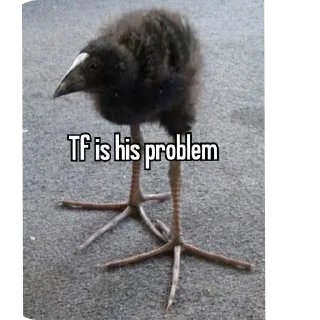 🐦