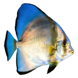 🐟