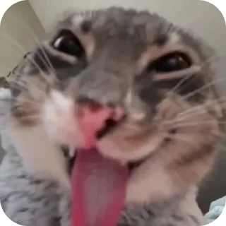 🐱