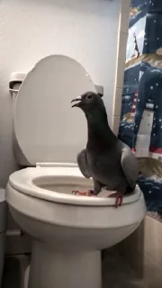 🤩