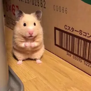 🐹