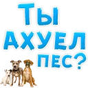 🐶