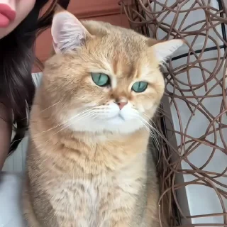 🐈‍⬛️