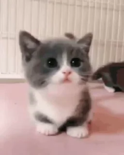 🌟