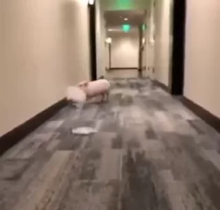 🐷