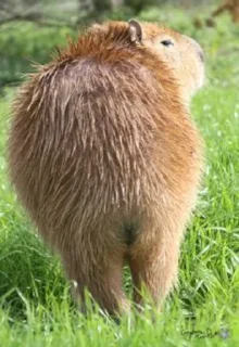 🍑