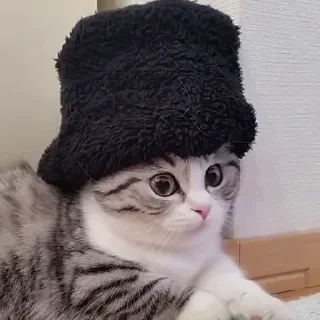 🎩