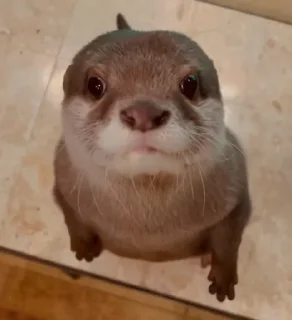🥺