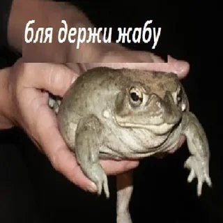 🐸