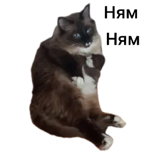 🐱