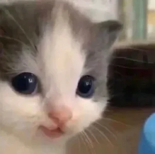 🐈‍⬛