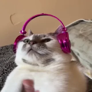 😼