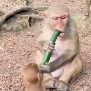 🥒