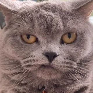 😡