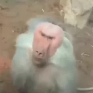 😶