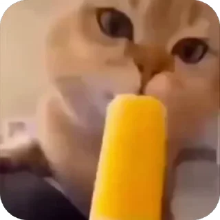 🤩
