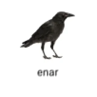 🐦‍⬛️