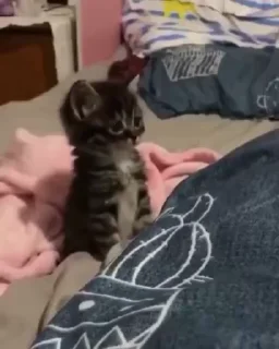 🌟