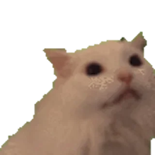 🙀