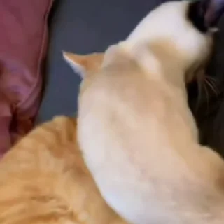 🥰