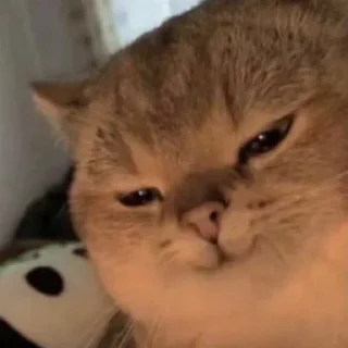 pusi