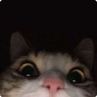 🐱