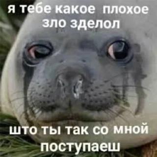 🦭