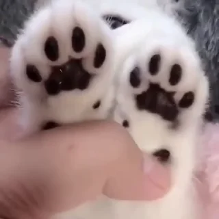 🐈‍⬛