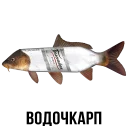 🐟