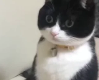😺