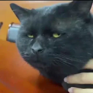 😾