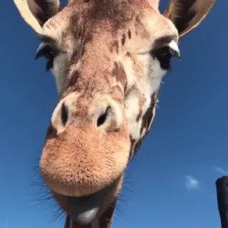 🦒