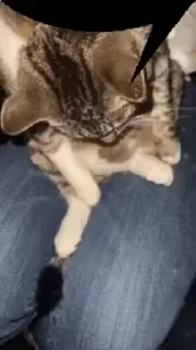 🐈‍⬛