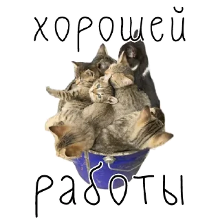 🫡