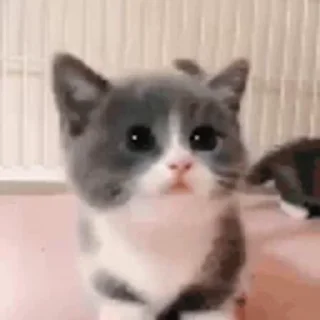 🐱