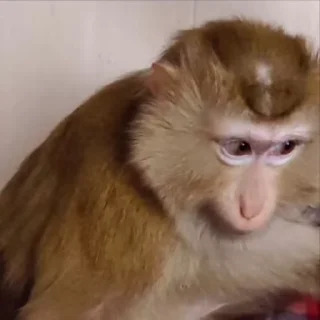 🌟