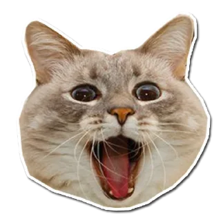 Kitten @stickersb2b