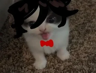 😺