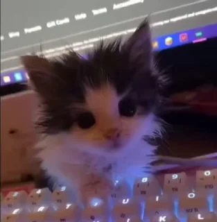 🌟