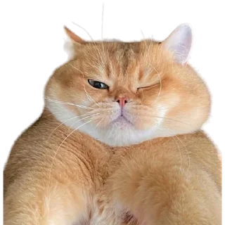 😺