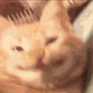 😸