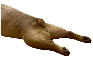 🍗